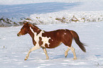 trotting Pinto