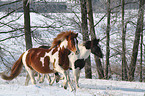 galloping Pintos