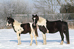 Pintos in the snow