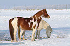 horses on snow