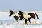 Pintos in the snow