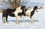 Pintos in the snow