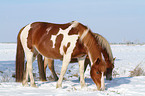 horses in the snow