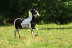 trotting Pinto