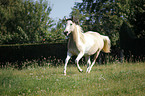 galloping Pinto