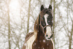 Pinto in snow flurries