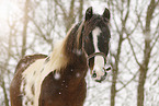 Pinto in snow flurries