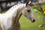 Pinto foal