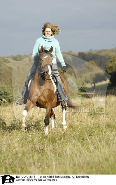 Frau reitet Polnisches Warmblut / woman rides Polish warmblood / CD-01815