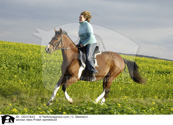 Frau reitet Polnisches Warmblut / woman rides Polish warmblood / CD-01823