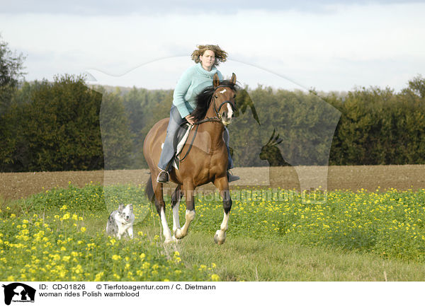 Frau reitet Polnisches Warmblut / woman rides Polish warmblood / CD-01826