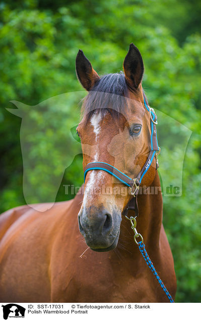 Polish Warmblood Portrait / SST-17031