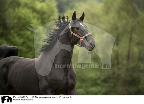 Polnisches Warmblut / Polish Warmblood / VJ-02264