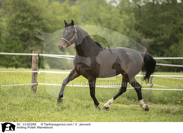 trabendes Polnisches Warmblut / trotting Polish Warmblood / VJ-02266