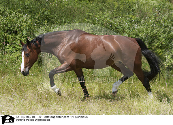 trotting Polish Warmblood / NS-06018