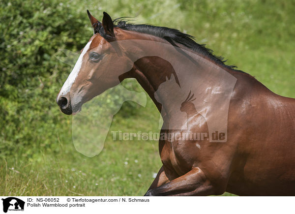 Polish Warmblood portrait / NS-06052