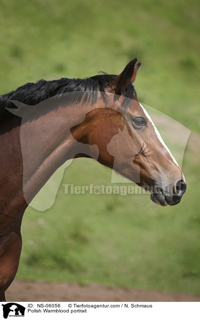 Polish Warmblood portrait / NS-06056