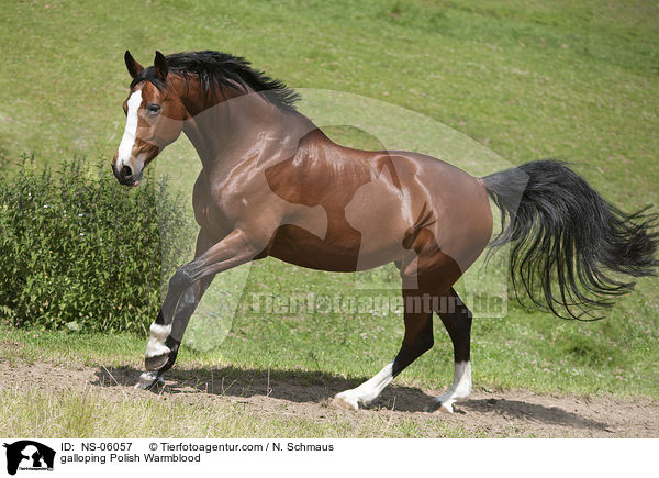 galloping Polish Warmblood / NS-06057