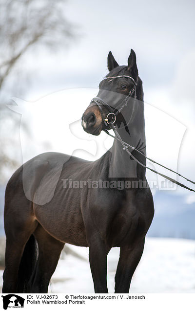 Polish Warmblood Portrait / VJ-02673