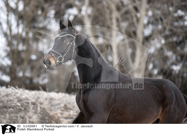 Polnisches Warmblut Portrait / Polish Warmblood Portrait / VJ-02681