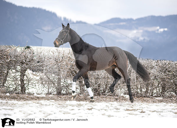 trabendes Polnisches Warmblut / trotting Polish Warmblood / VJ-02682