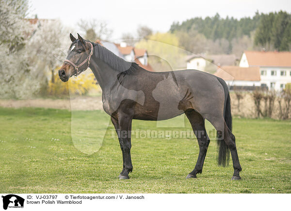 braunes Polnisches Warmblut / brown Polish Warmblood / VJ-03797