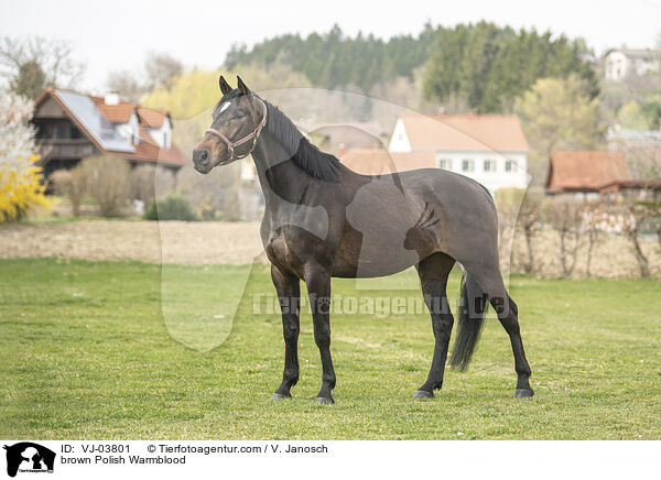 braunes Polnisches Warmblut / brown Polish Warmblood / VJ-03801