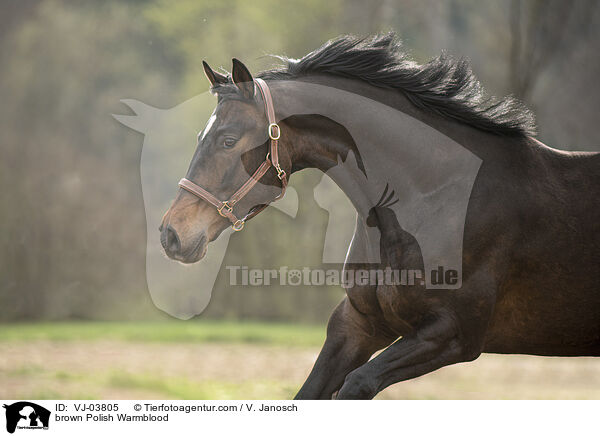 braunes Polnisches Warmblut / brown Polish Warmblood / VJ-03805