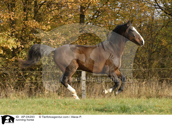 rennendes Argentinisches Polopferd / running horse / AP-04293
