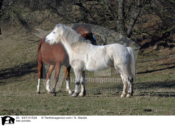 zwei Ponys / two ponies / SST-01528