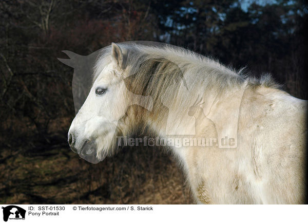 Pony Portrait / Pony Portrait / SST-01530