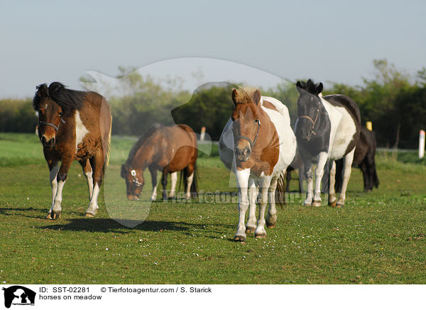 Ponys auf der Weide / horses on meadow / SST-02281