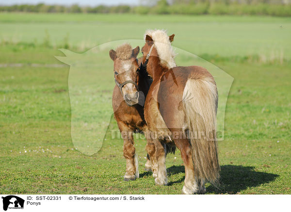 Ponys bei der Fellpflege / Ponys / SST-02331