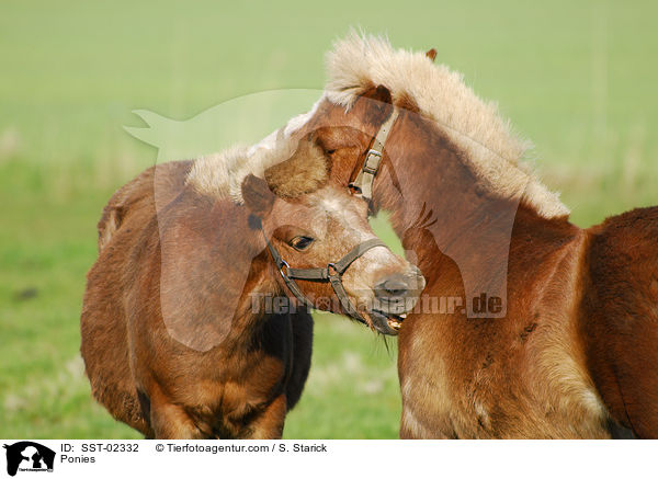 Ponys bei der Fellpflege / Ponies / SST-02332