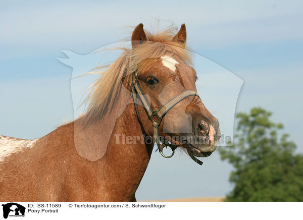 Pony Portrait / Pony Portrait / SS-11589