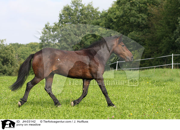 Pony auf der Weide / pony on meadow / JH-03142