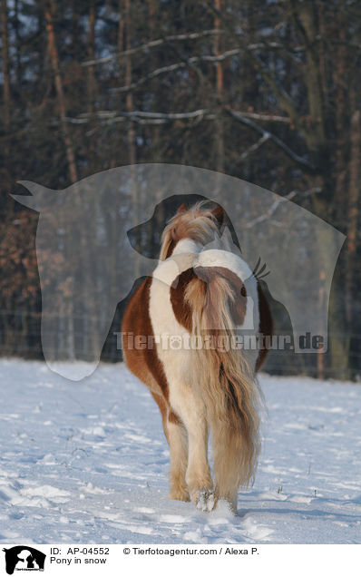 Pony im Schnee / Pony in snow / AP-04552