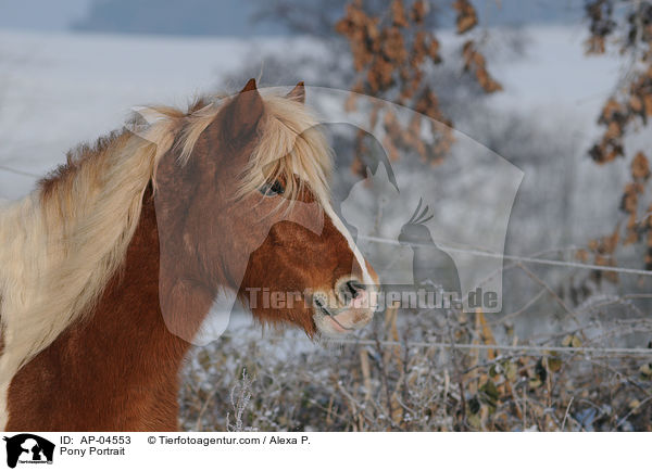 Pony Portrait / Pony Portrait / AP-04553