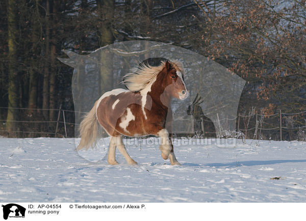 rennendes Pony / running pony / AP-04554