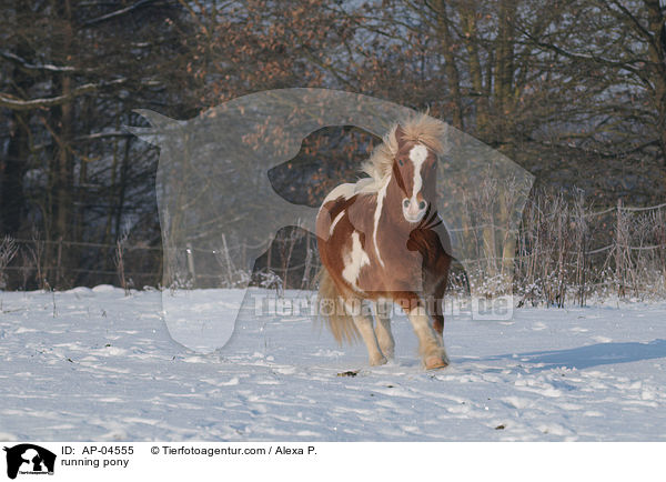rennendes Pony / running pony / AP-04555