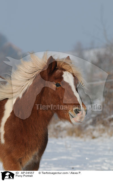 Pony Portrait / AP-04557