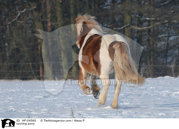 rennendes Pony / running pony / AP-04560