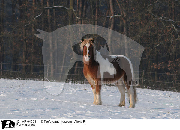 Pony im Schnee / Pony in snow / AP-04561