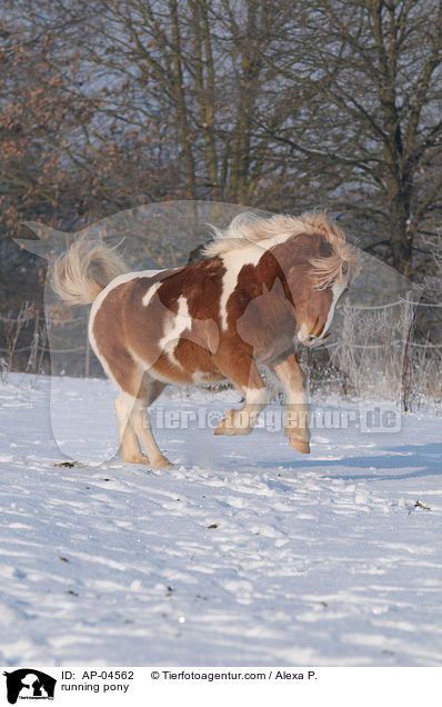 rennendes Pony / running pony / AP-04562