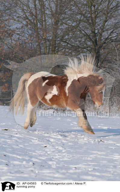 rennendes Pony / running pony / AP-04563