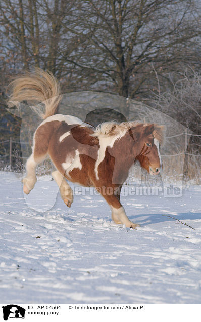 rennendes Pony / running pony / AP-04564