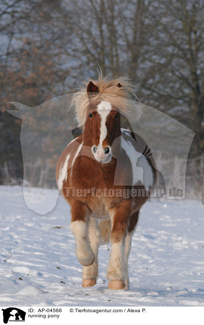 running pony / AP-04566