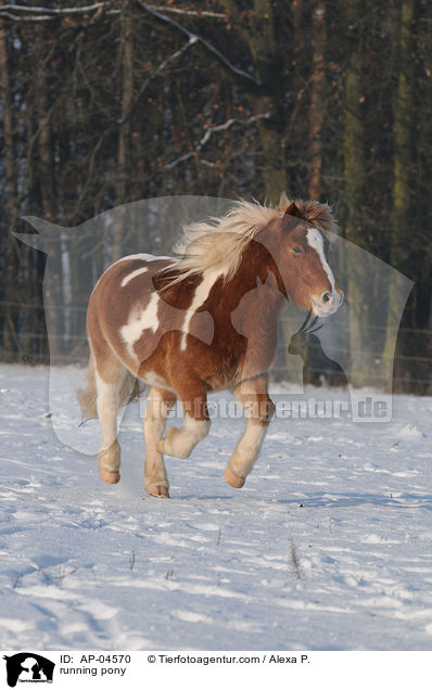 rennendes Pony / running pony / AP-04570