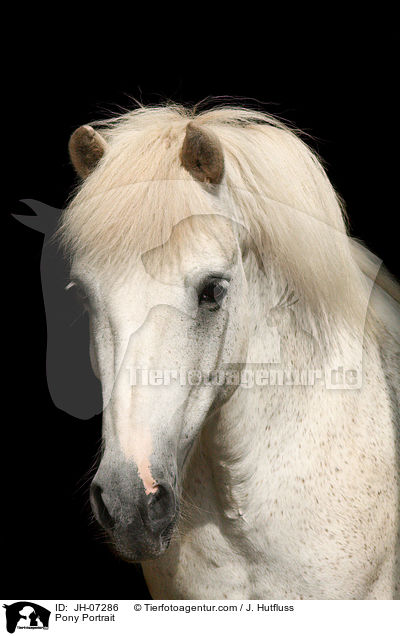Pony Portrait / JH-07286