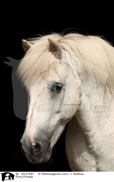 Pony Portrait / JH-07287